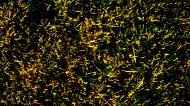 [the lawn]